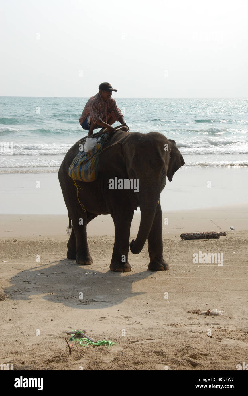 Tenendo elephent per una passeggiata , spiaggia , Rayong Thailandia Foto Stock