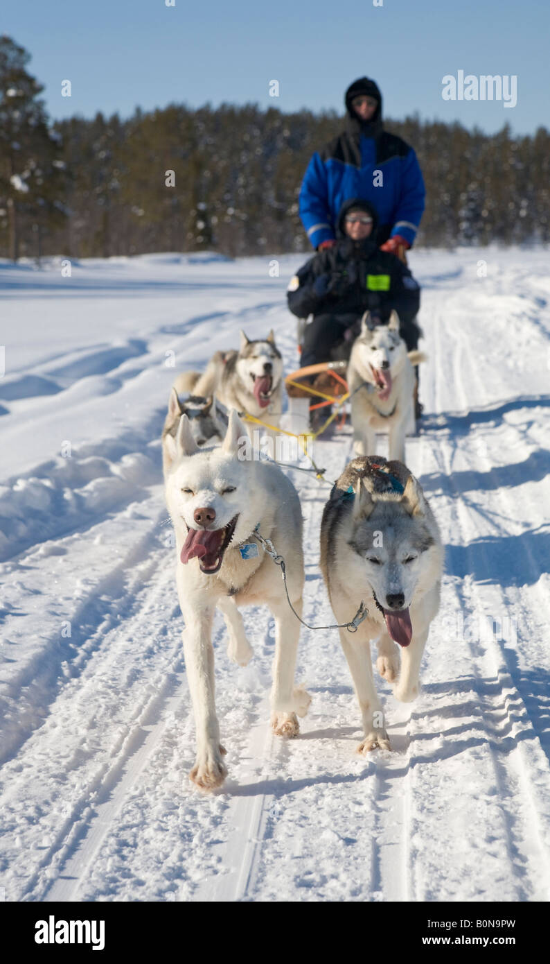 In viaggio con i cani da slitta a cavalcare con siberian husky in Lapponia winterly / Svezia settentrionale Foto Stock