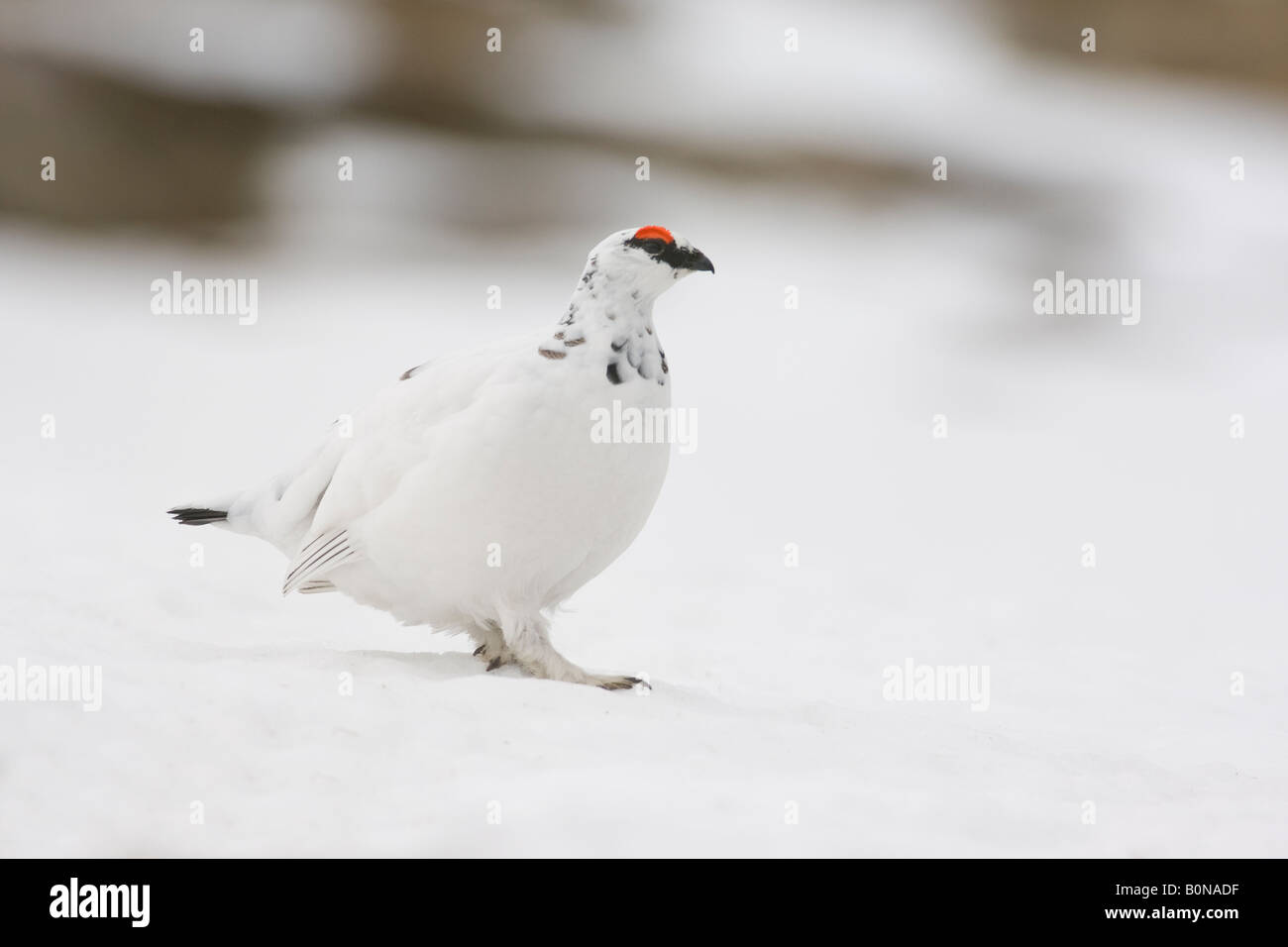 Pernice bianca Lagopus mutus maschio nel piumaggio invernale in snow Cairngorms Scozia Scotland Foto Stock