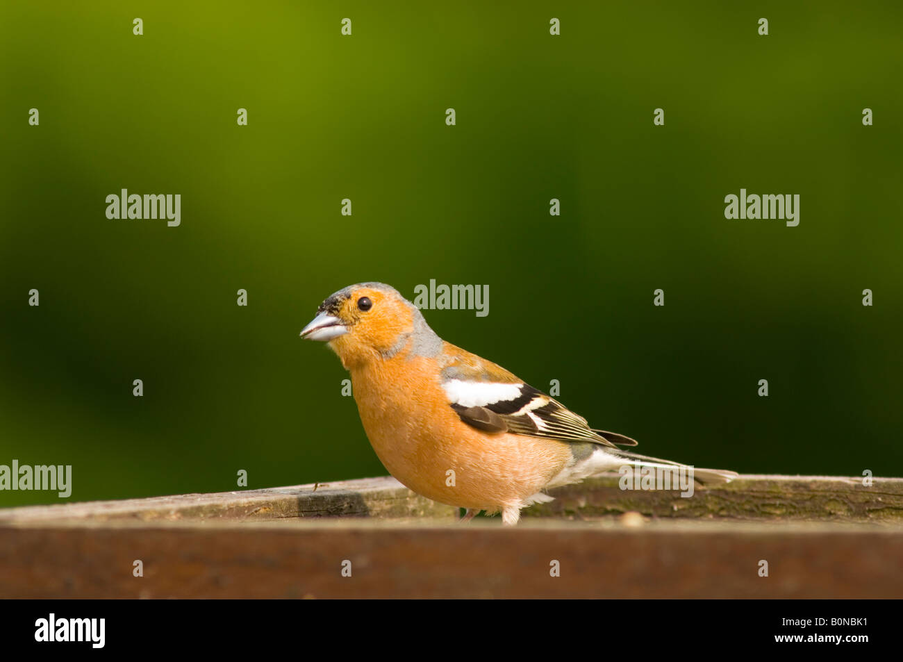 Maschio (fringuello Fringilla coelebs) Foto Stock