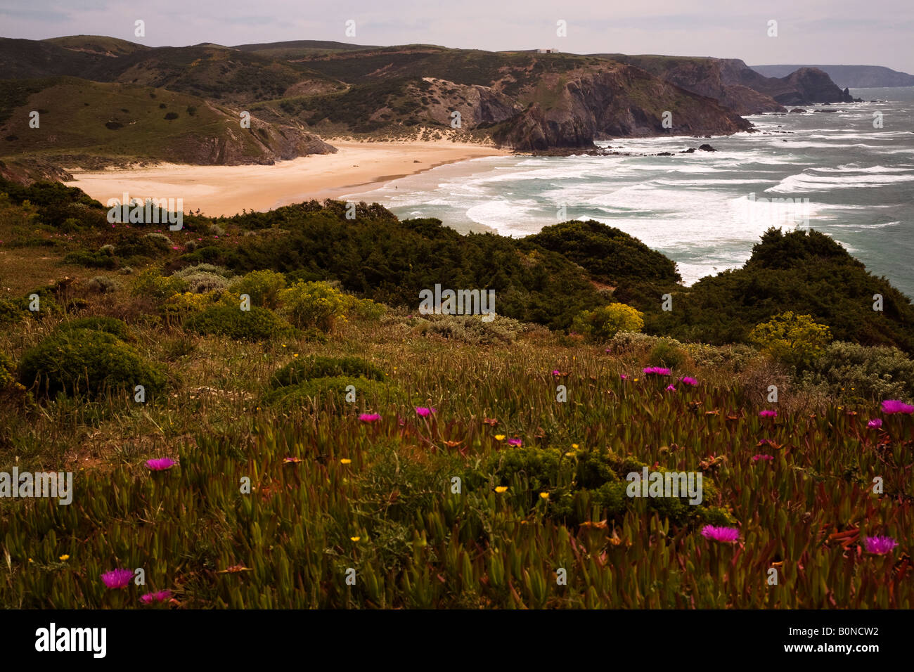 Mare e roccia fiori,Portogallo,l'Europa Foto Stock