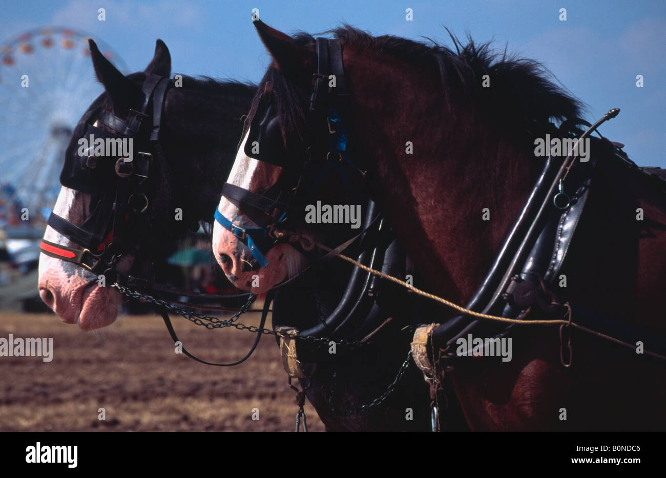 Shire cavalli utilizzati come un team di aratura alla grande vapore Dorset Fair 2004 Foto Stock