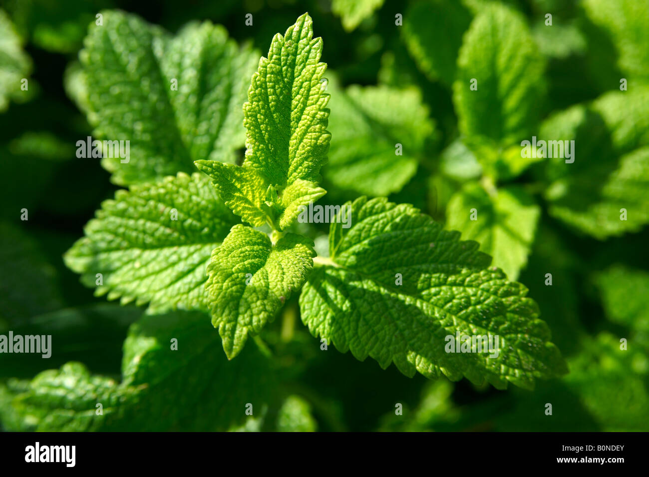 Close up di menta fresca foglie di erbe crescere al di fuori su una pianta di menta al sole Foto Stock