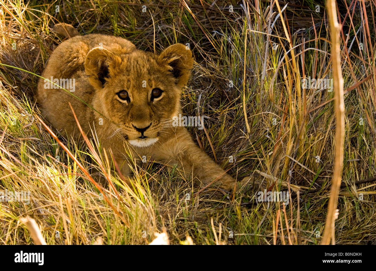 1 dolce bambino innocente Lion cub giacente in open erba alta close up occhi guardando la telecamera Okavango Delta del Botswana. Foto Stock