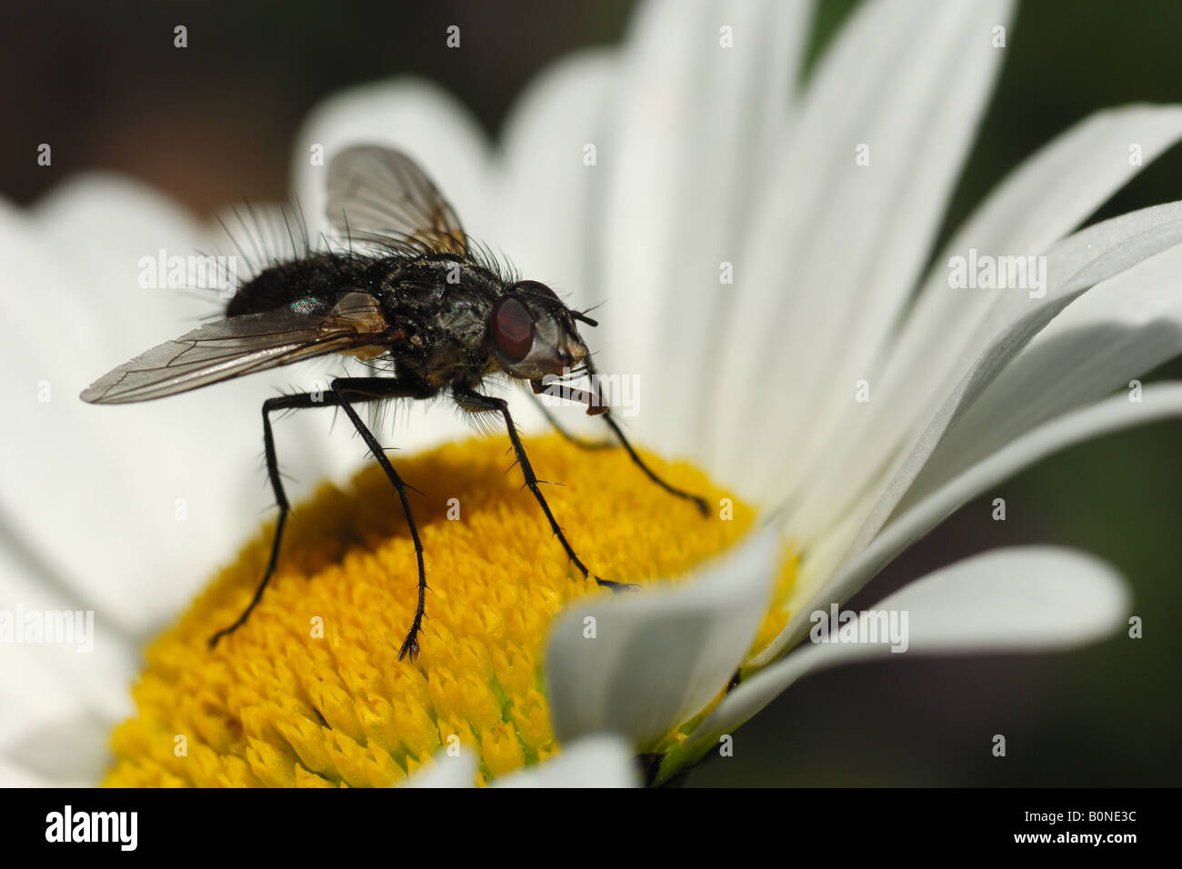 Volare su daisy mosca diptera insecta insetti ditteri Cogne Parco Nazionale Gran Paradiso Valnontey Valle d'Aosta Italia Italia Foto Stock