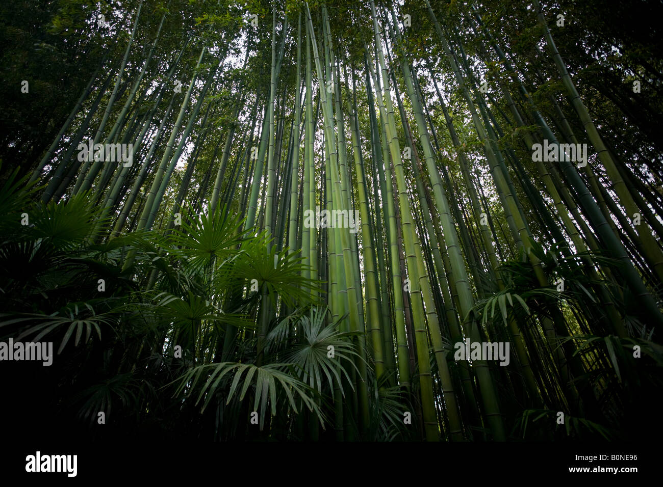 Un bambù e cinese Palm tree forest. Forêt de Bambous (Phyllostachys bambusoides) et Palmiers de Chine (trachycarpus fortunei) Foto Stock