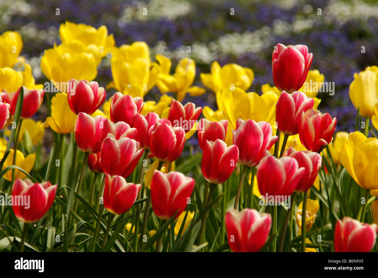 Colorata di rosso e di giallo tulipani in Westfalenpark a Dortmund Germania Foto Stock