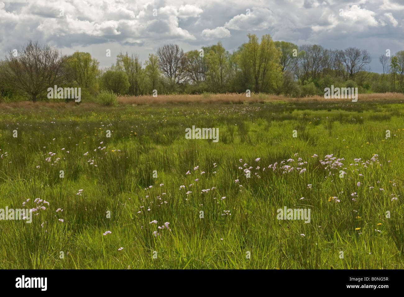 Pianura prato umido sulla pianura alluvionale del Fiume Great Ouse con Signora Smock o cuckooflower Cardmine pratensis Foto Stock