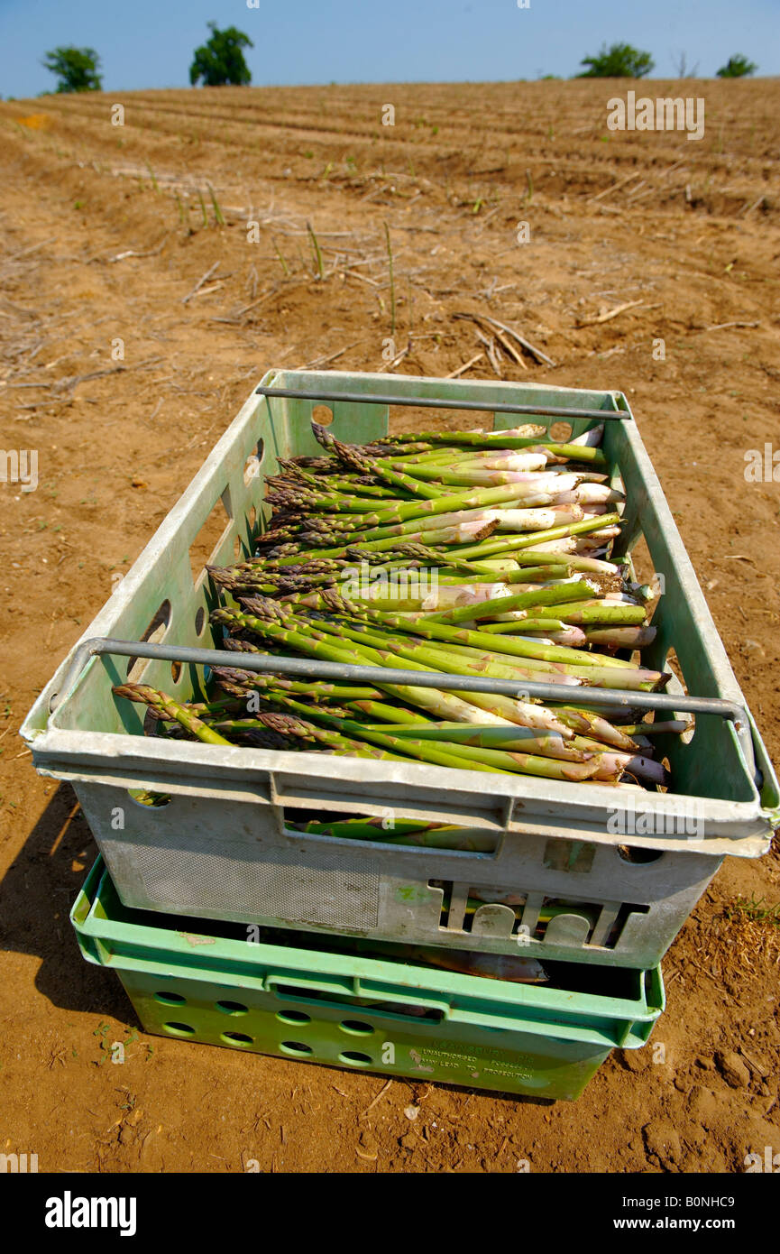 Freschi asparagi organico Foto Stock