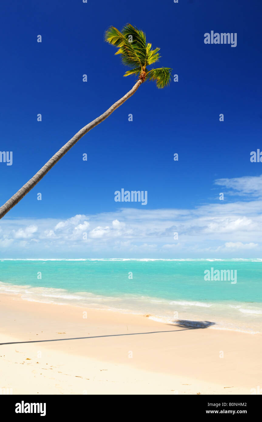 Incontaminata spiaggia tropicale con Palm tree in Repubblica Dominicana Foto Stock