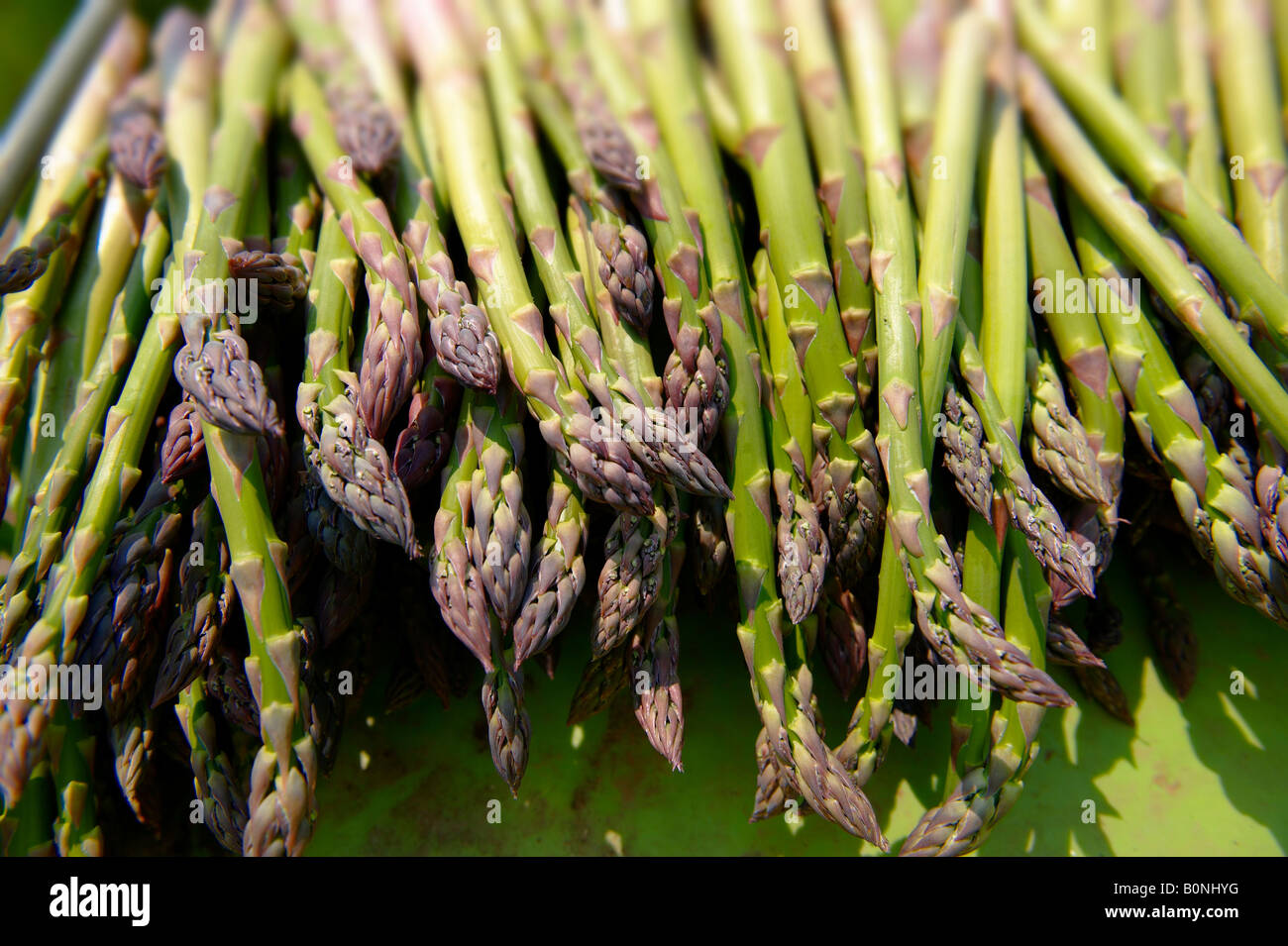 Freschi asparagi britannico mazzetto Foto Stock