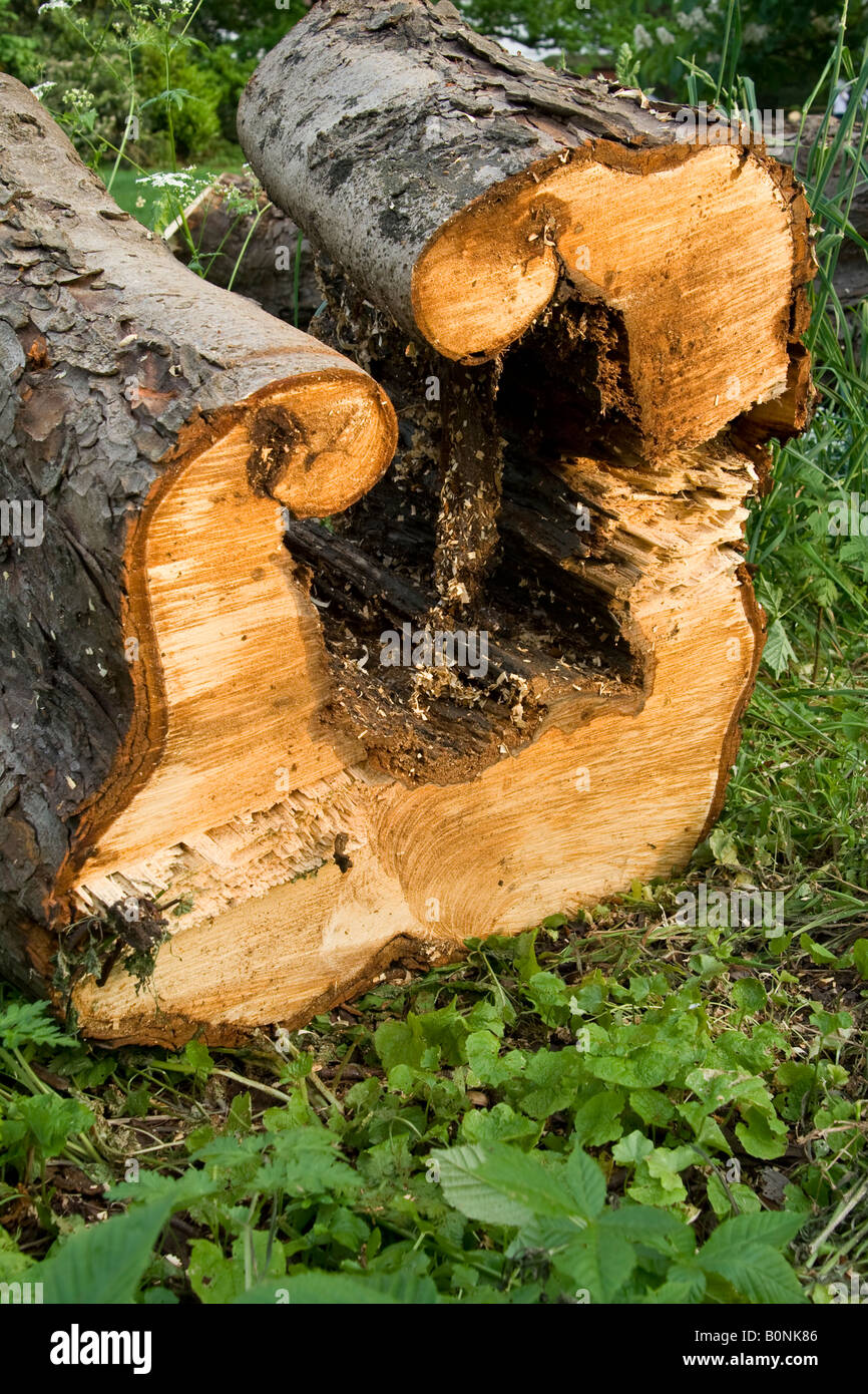 Cavallo malato castagneto (Aesculus hippocastranum), Essex, Regno Unito. Foto Stock