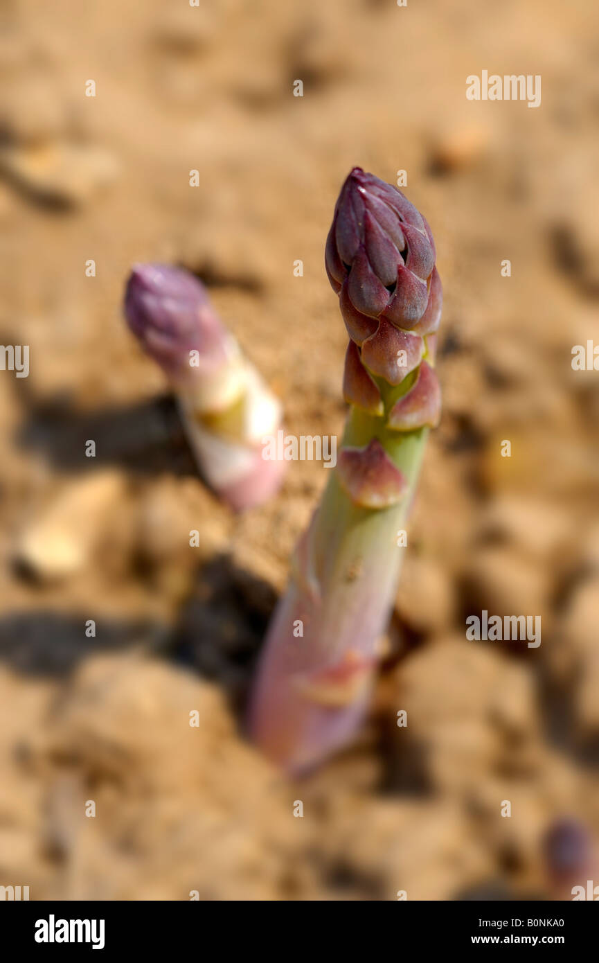 Asparagi organico cresce nel terreno Foto Stock