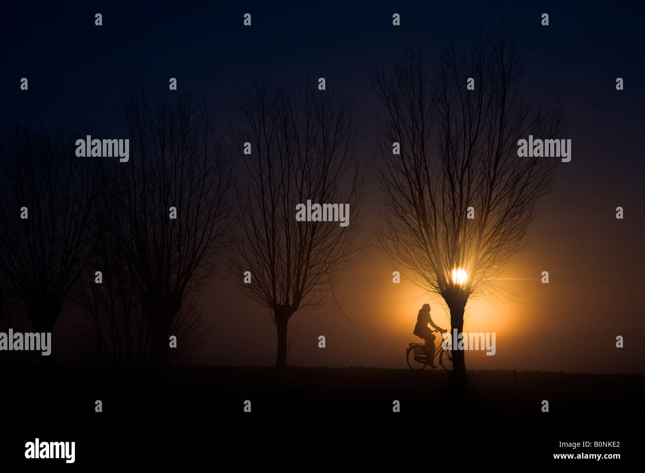 Ciclista su un po' di strada con gli alberi di salice durante il sorgere del sole Foto Stock