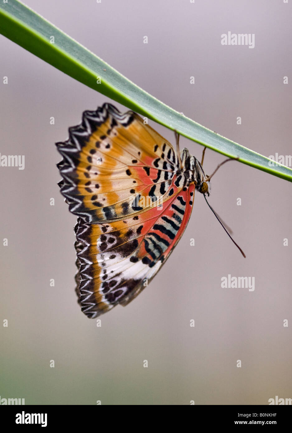 Leopard Lacewing Butterfly (cethosia cyane) Foto Stock