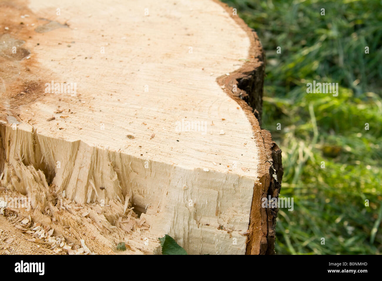 Una sezione attraverso un ^segati tronco di albero, UK. Foto Stock