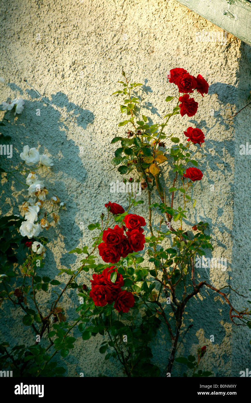 Il bianco e il rosso rambling rose salire una parete in stucco Foto Stock