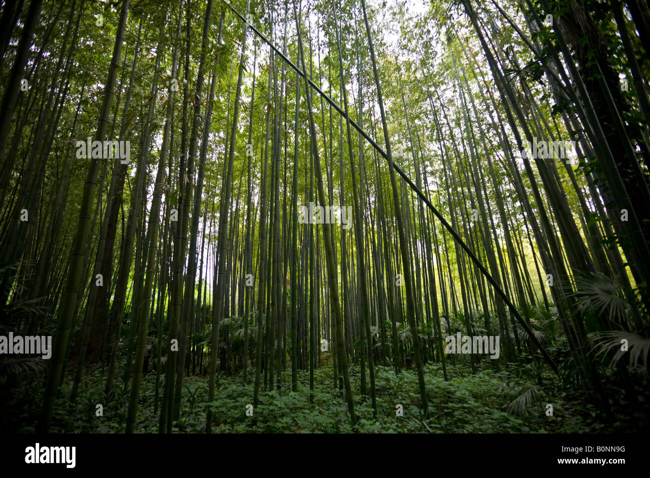 Un bambù e cinese Palm tree forest. Forêt de Bambous (Phyllostachys bambusoides) et Palmiers de Chine (trachycarpus fortunei) Foto Stock