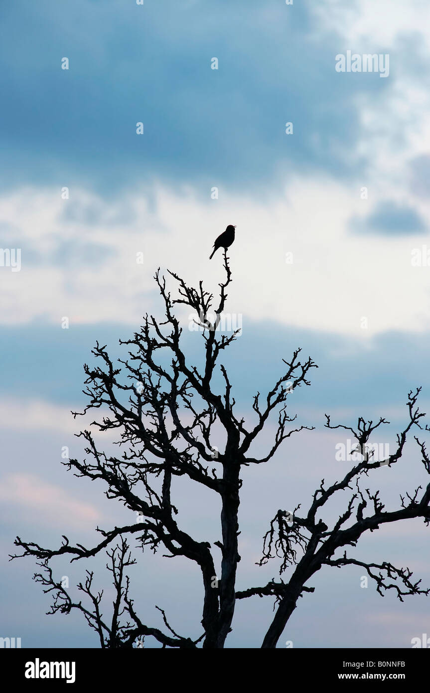 Songbird sul rampike Foto Stock