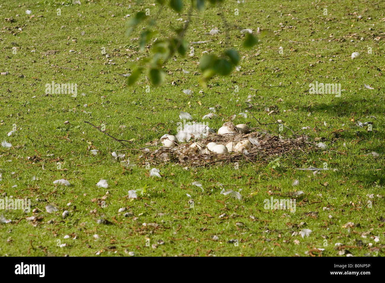 Barnacle Goose (Branta leucopsis) uova in un nido incustodito sull'erba in primavera Foto Stock