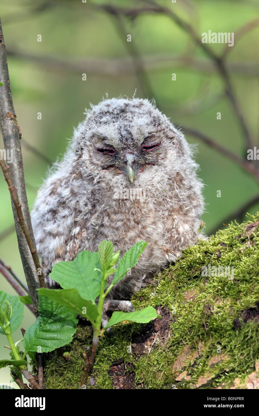 Assonnato Allocco Chick Strix aluco Foto Stock Assonnato Allocco Chick Strix aluco Foto Stock