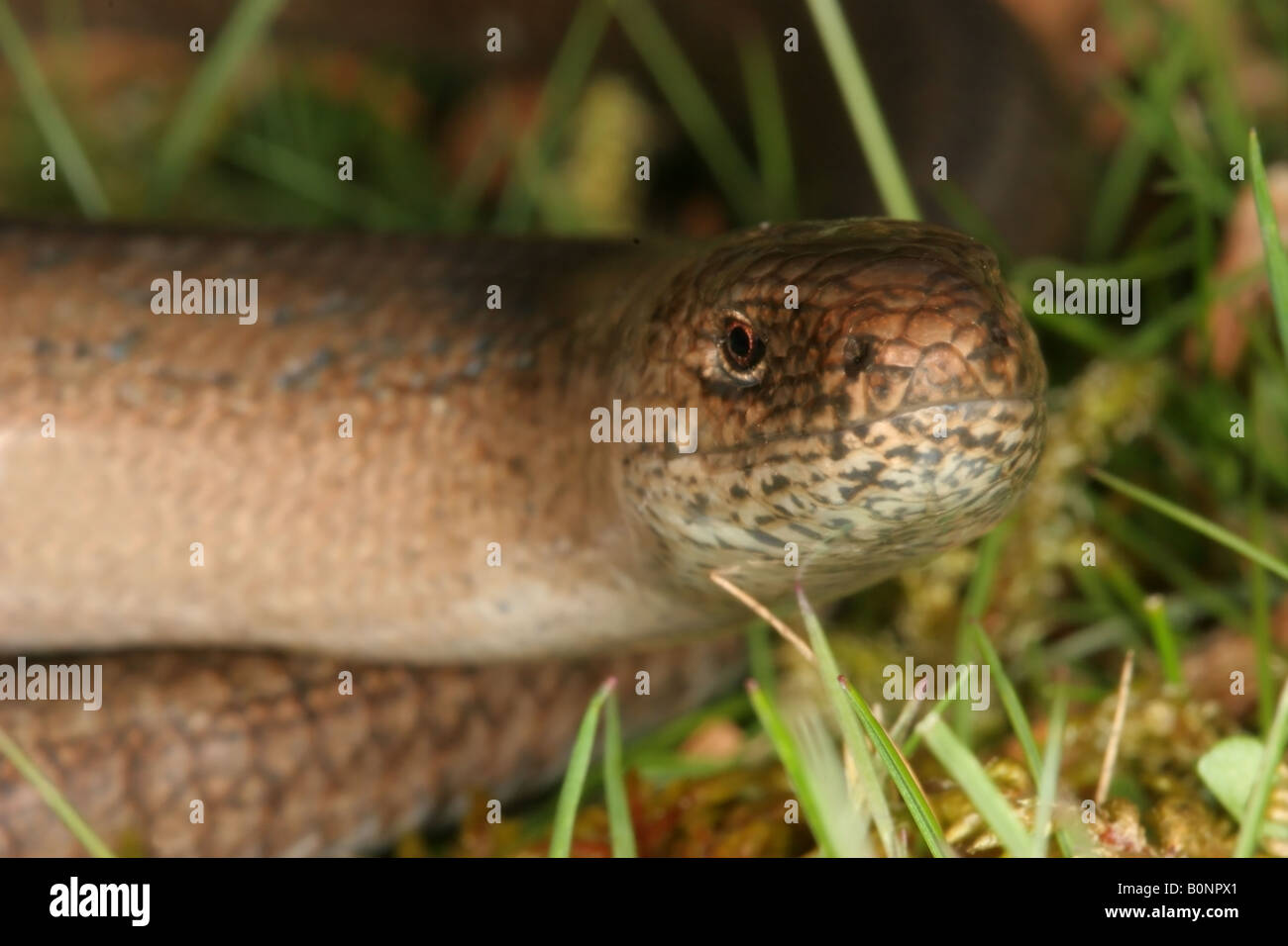 Worm lenta Anguis fragilis Close up della testa Weardale Contea di Durham Foto Stock