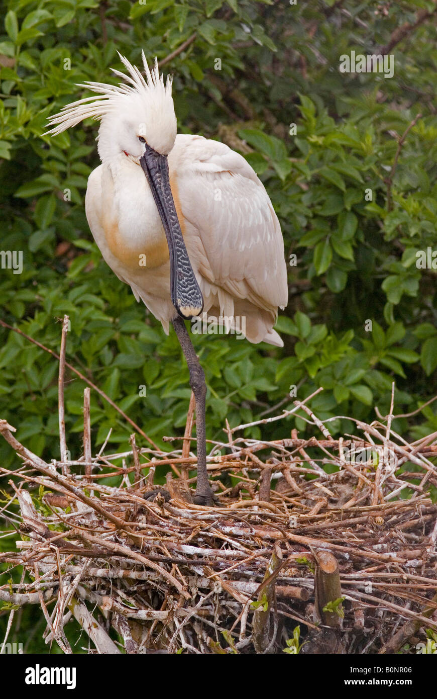 Eurasian Spatola (Platalea leucorodia) presso il suo nido. Foto Stock