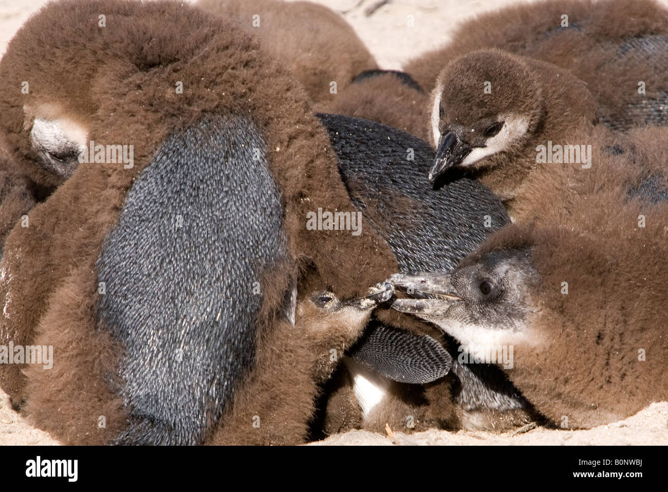 Gregge di roverella South African (Jack Ass) pinguini huddle insieme per il calore sulla spiaggia di sabbia vicino alla Città di Simon popolare attrazione turistica Foto Stock