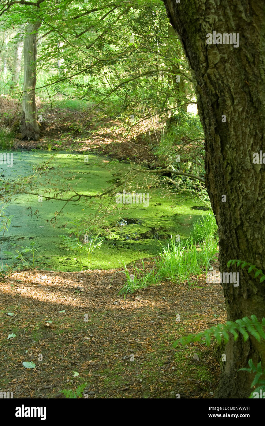 Una foresta pond, Essex, Regno Unito. Foto Stock