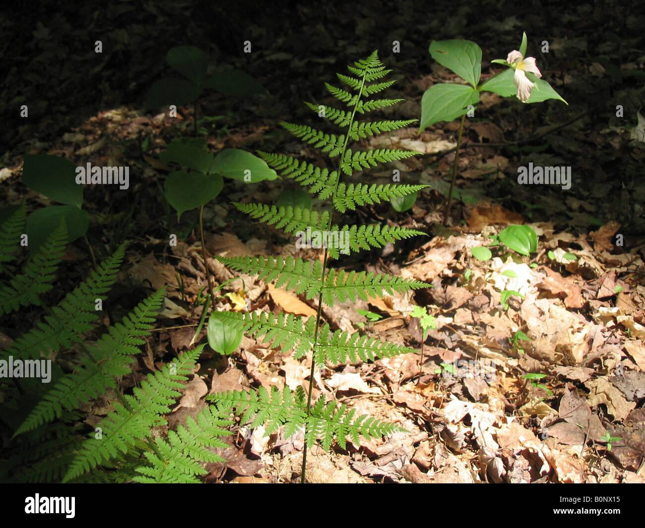 Felci e un Bianco fiore Trillium sotto il sole Foto Stock