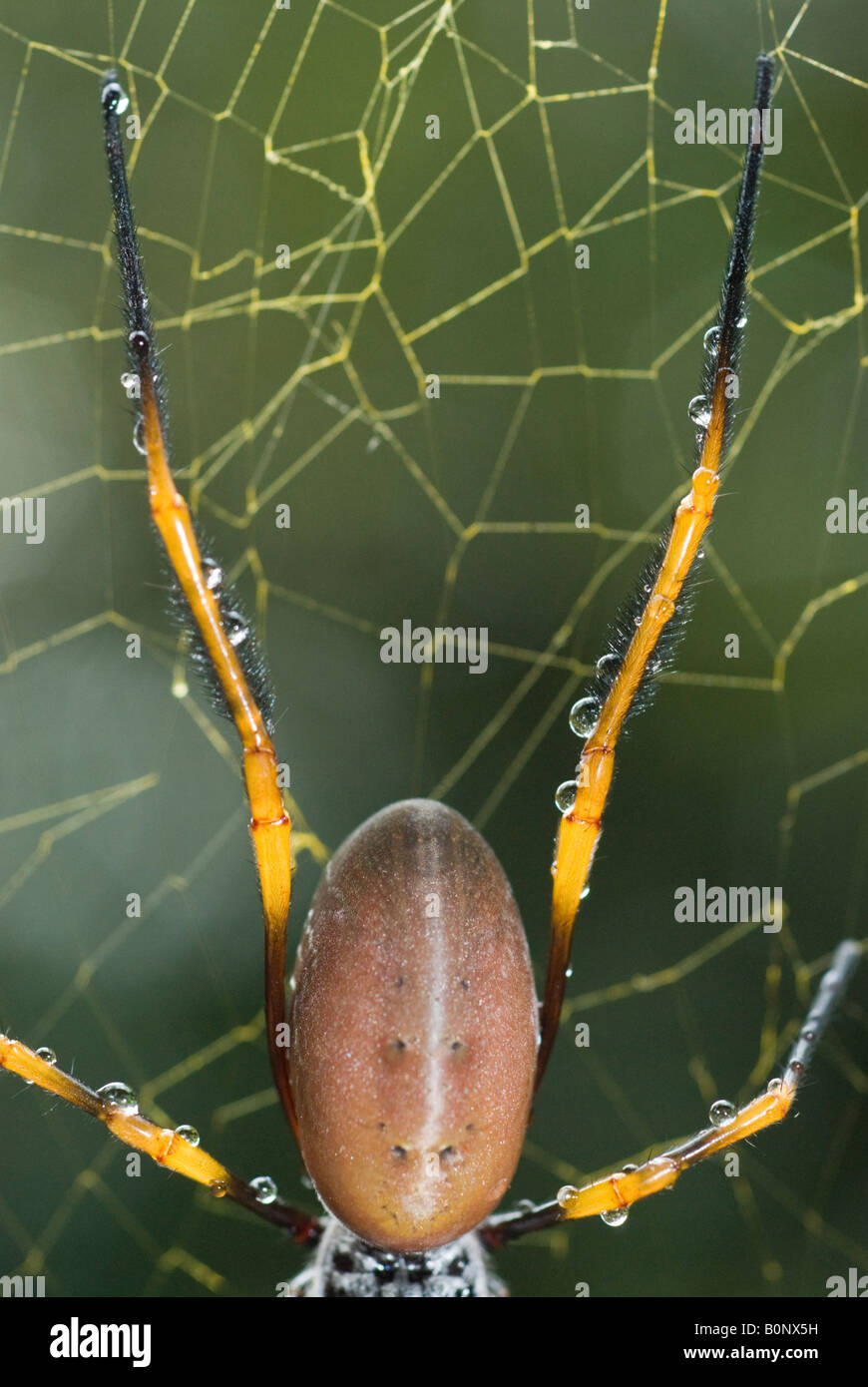 Golden Orbweaver spider nel suo web Foto Stock