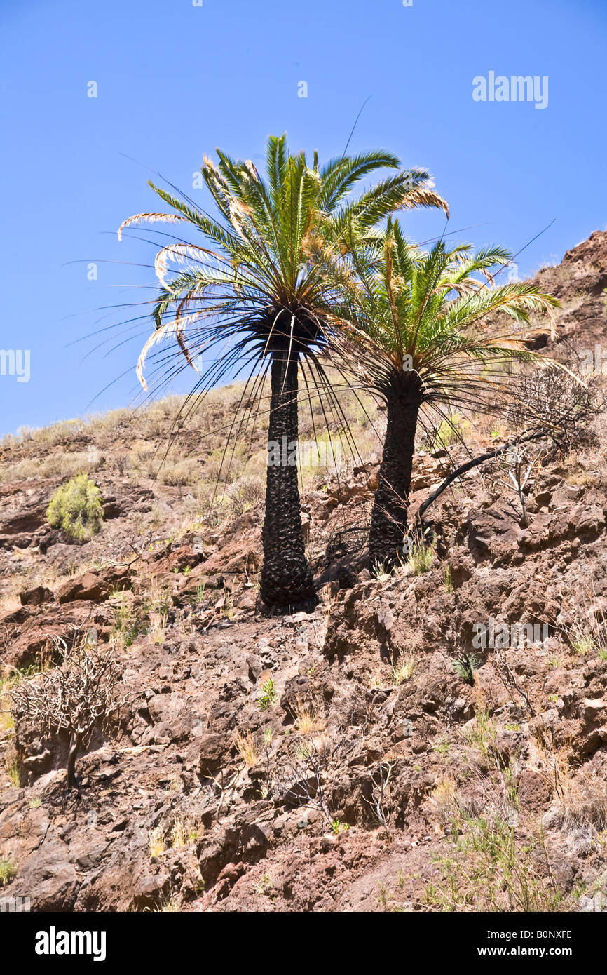 Bruciò palme vicino a Mogan Gran Canaria Grand Foto Stock