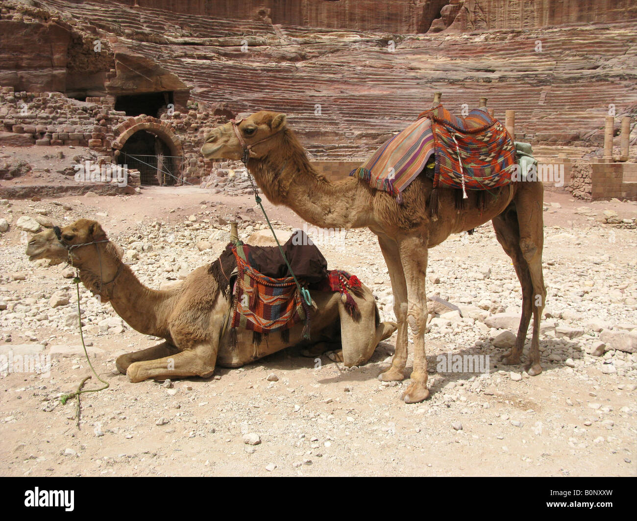 Due cammelli davanti al teatro Nabataean, Sito Patrimonio Mondiale dell'UNESCO, Petra, Giordania, Medio Oriente Foto Stock