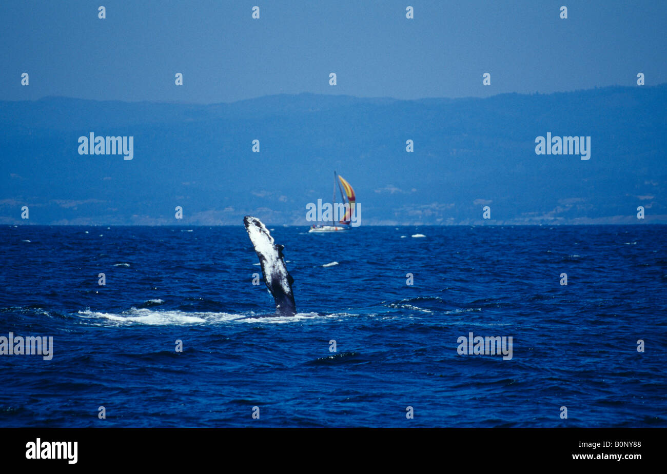 Humpback Whale pinna e yacht sulla costa di Monterey in California USA Foto Stock