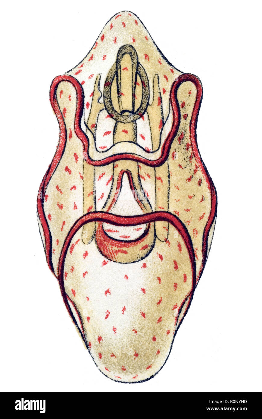 Nome Asteridea Asterias, larva di correlate, Ernst Haeckel, art nouveau del XX secolo in Europa Foto Stock