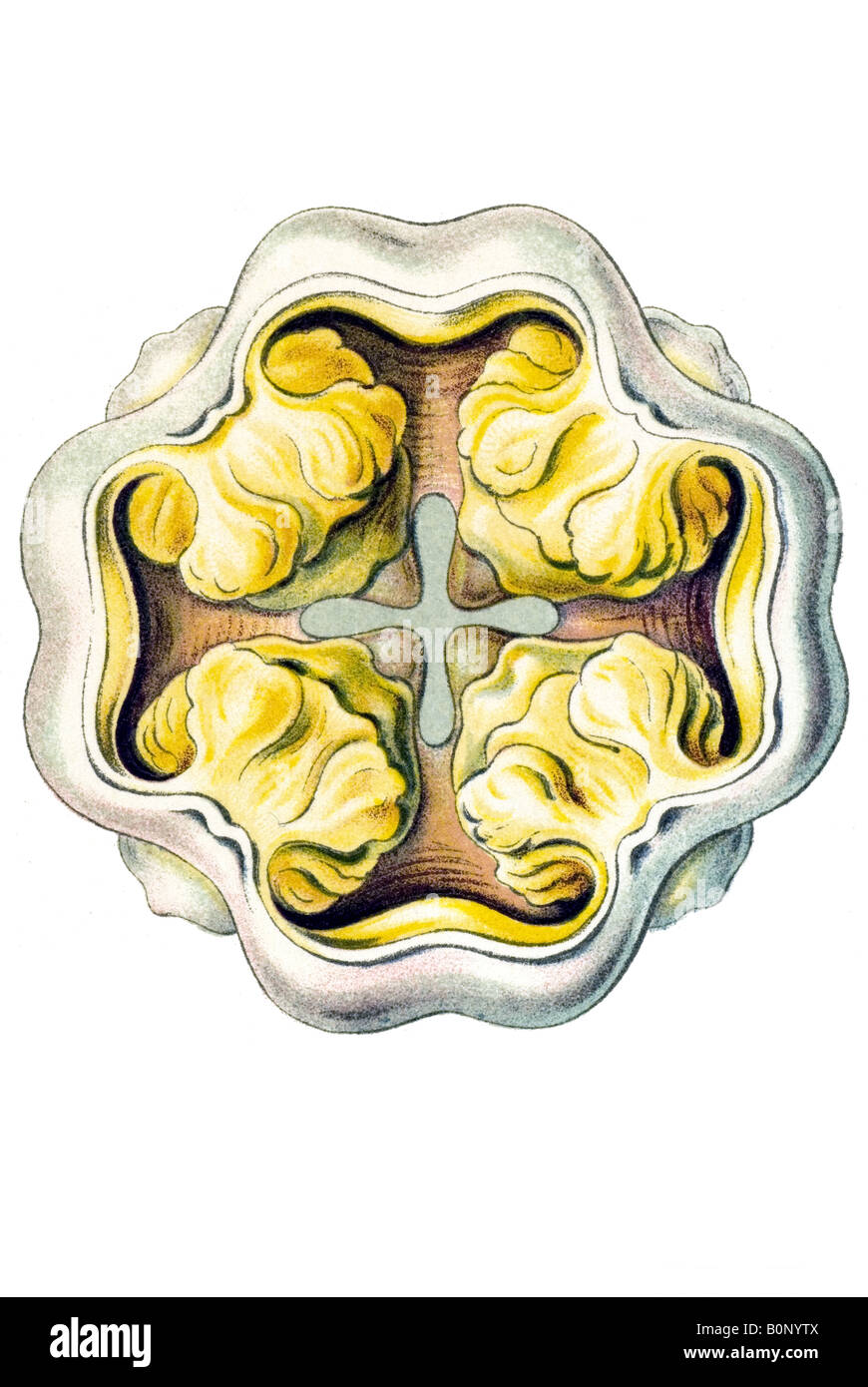 Peromedusae, nome Coronatae Periphylla hyacinthina, bocca, Haeckel, art nouveau del XX secolo in Europa Foto Stock