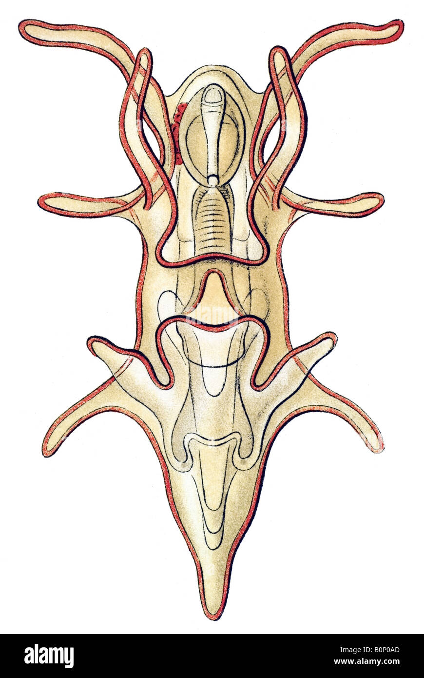 Nome Asteridea Asterias, larva di correlate, Ernst Haeckel, art nouveau del XX secolo in Europa Foto Stock