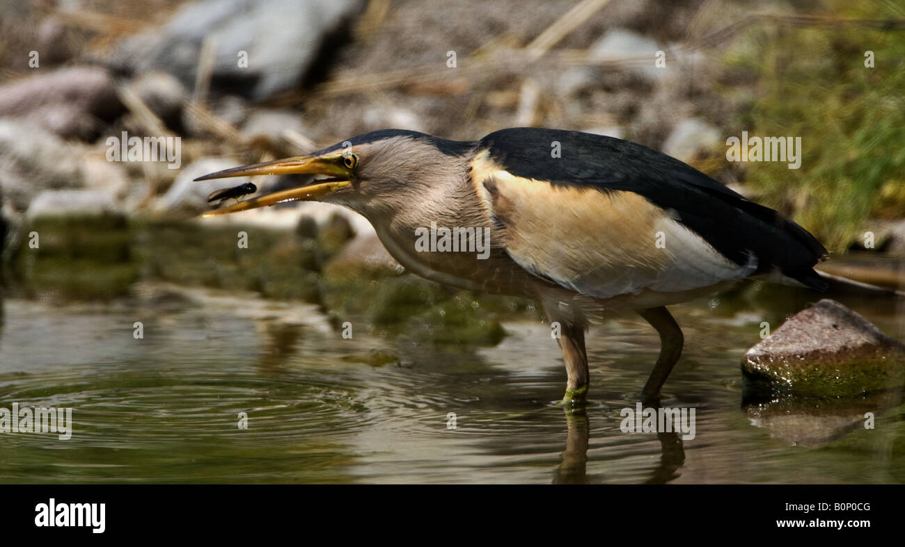 Tarabusino nel piccolo ruscello, Lesos, Grecia. Foto Stock