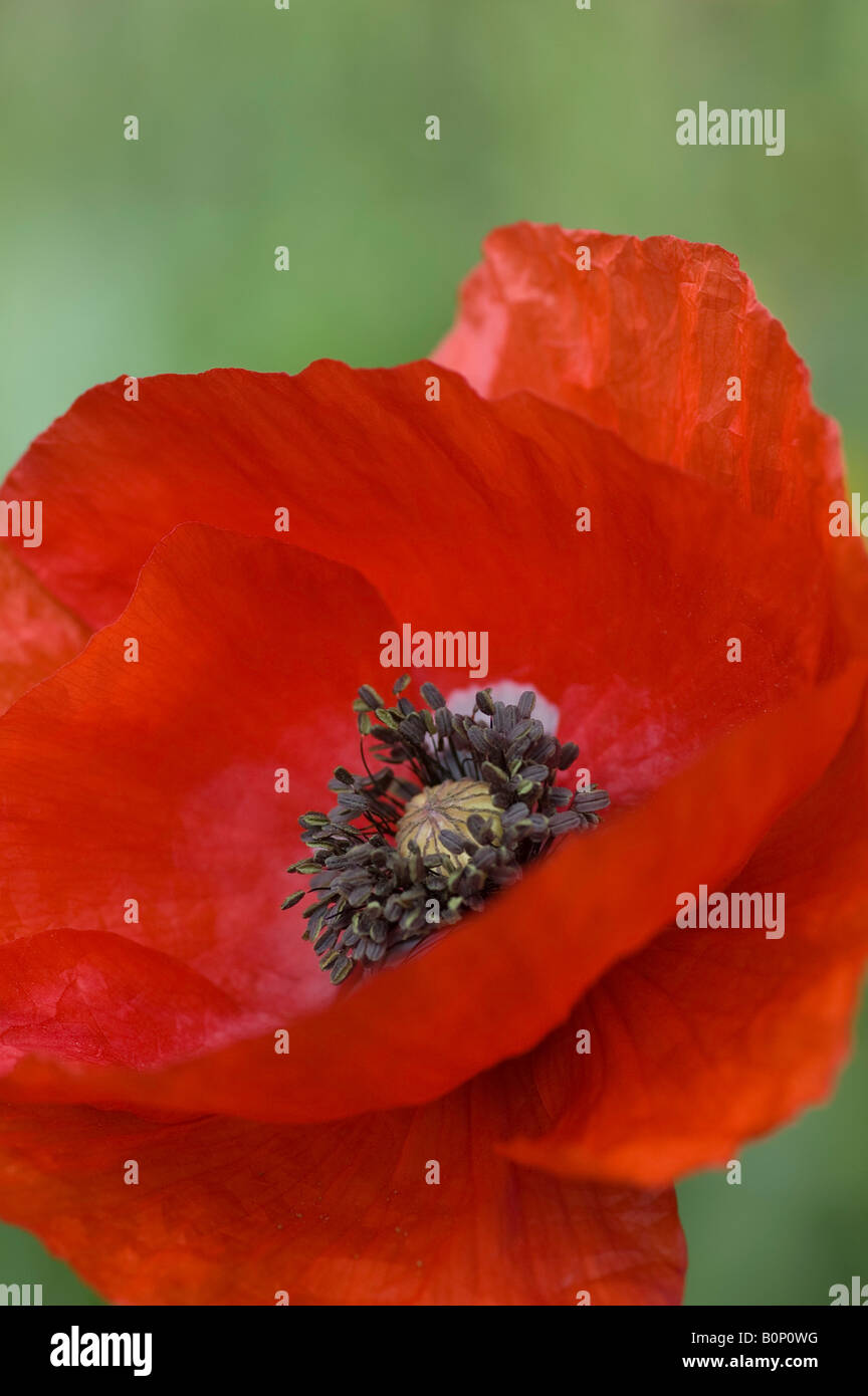 Close up di comune papavero rosso fiore Foto Stock
