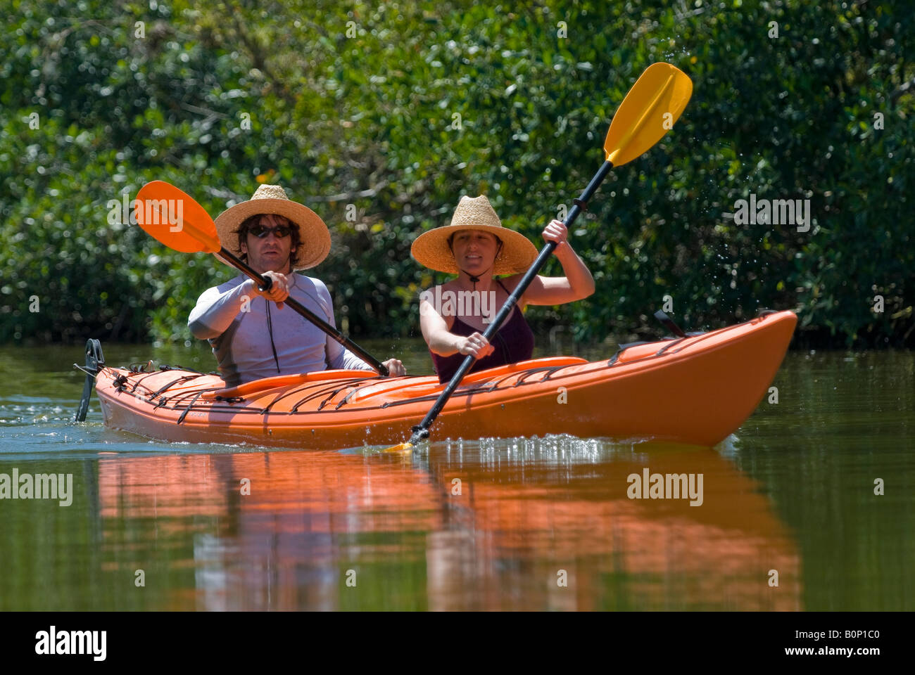 Kayakers paletta lungo il litorale di mangrovie, Flamingo, Everglades National Park, Florida Foto Stock