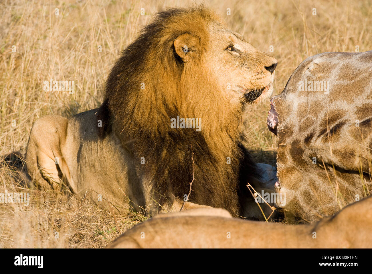 Close-up 1 affamati Maschio alimentazione lion sulla carcassa di una giraffa di morti in Botswana savana, sole, guardando verso l'alto dal profilo di pasto Foto Stock