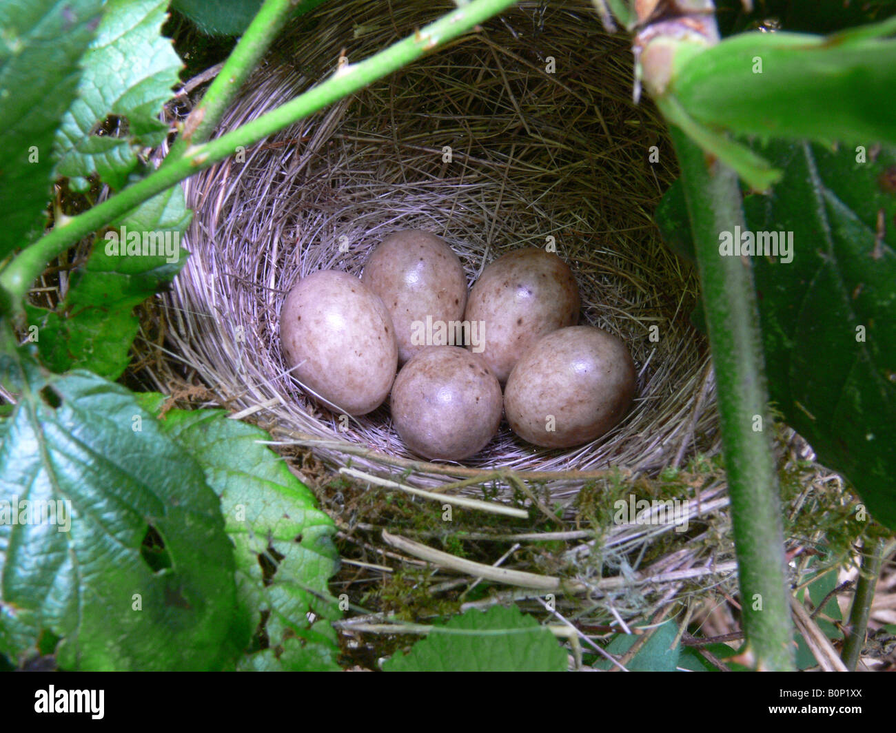 Capinera Sylvia atricapilla uova Foto Stock