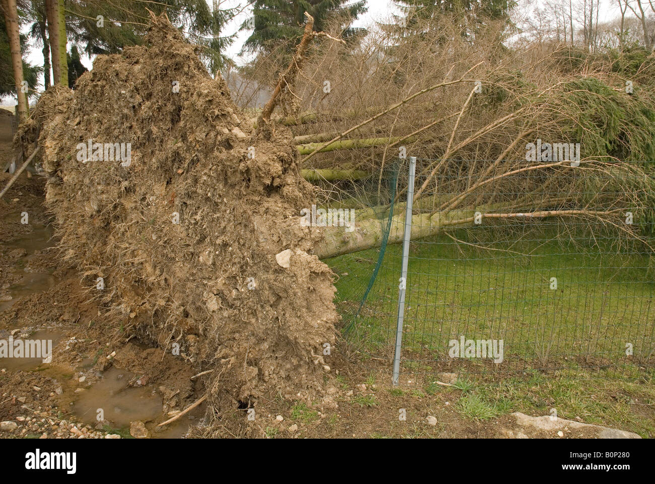 Gli alberi caduti, radici coperte con terreno in un riparto giardino, Waidhofen an der Thaya, Waldviertel, Bassa Austria e Europa Foto Stock