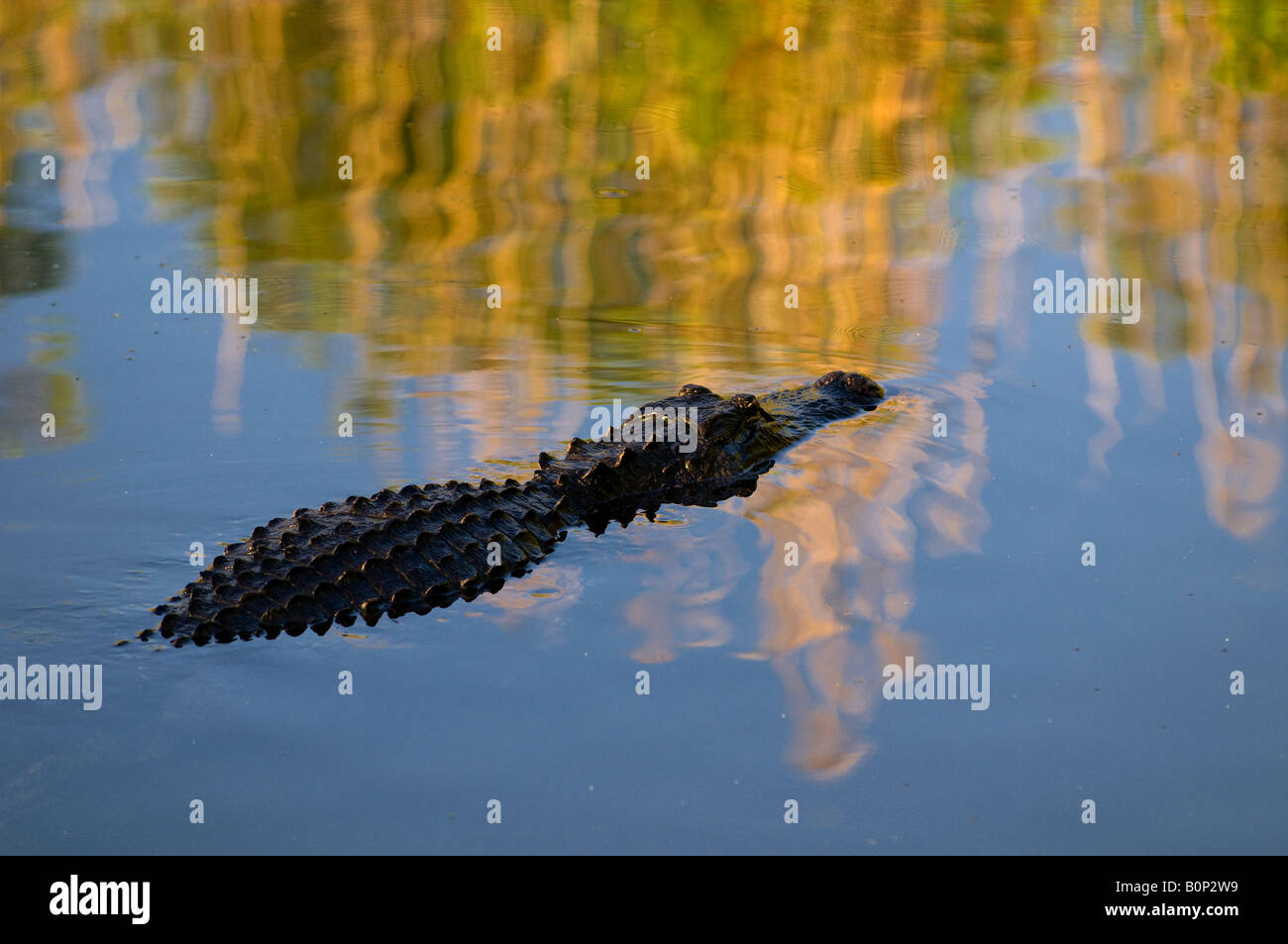 Il coccodrillo americano nuota attraverso lo stagno soleggiato, Everglades National Park, Florida Foto Stock
