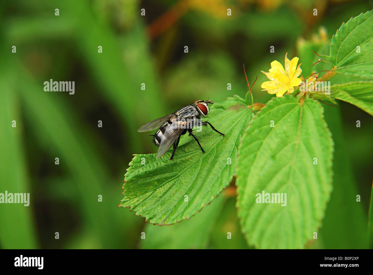 Il housefly (anche mosca di casa o casa-fly), Musca domestica, è la più comune volare. Foto Stock
