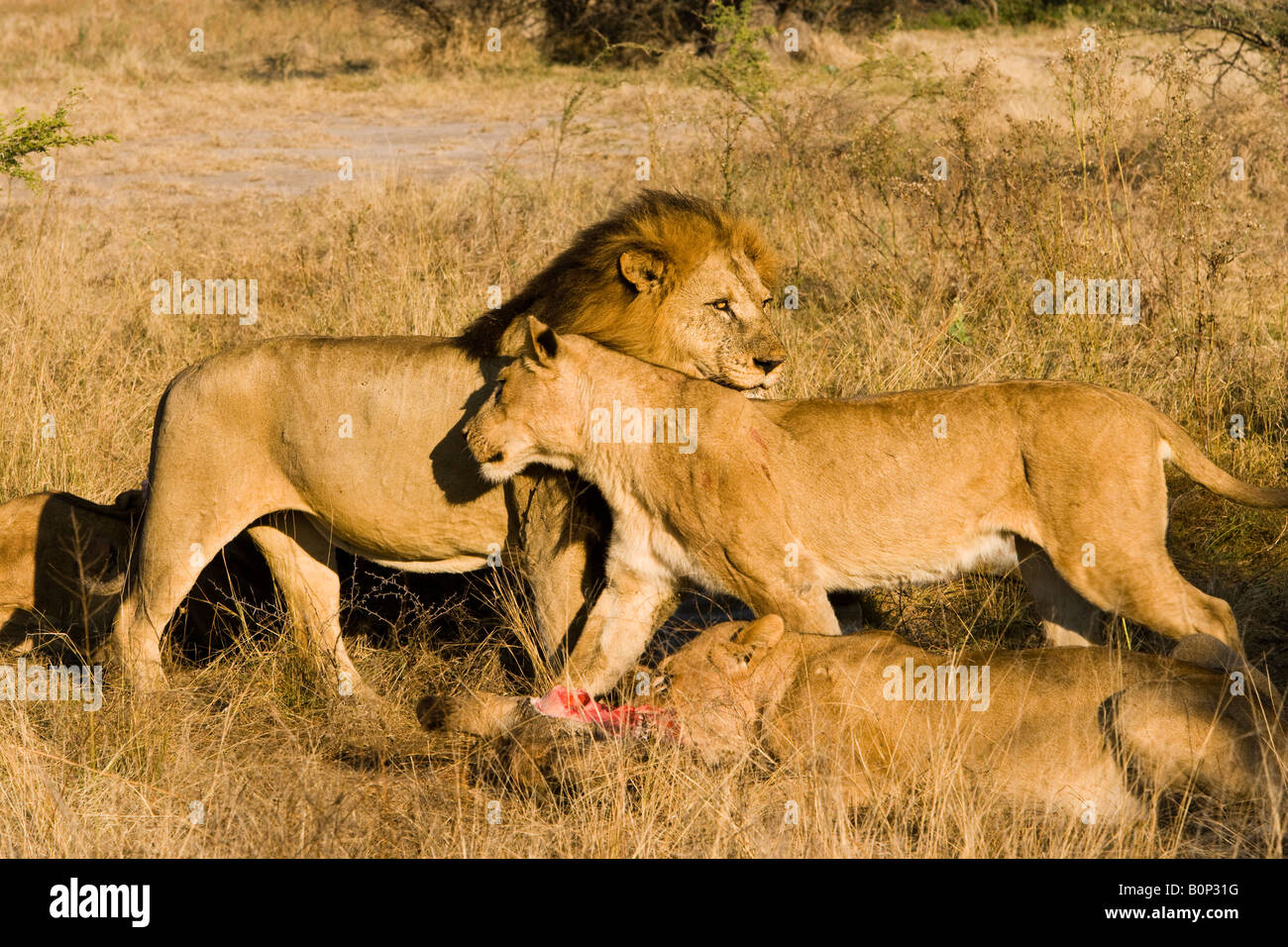 Close-up maschio e femmina con affetto lion sfregare contro ogni altra nel saluto presso il sito di recente è orgoglioso di uccidere Foto Stock