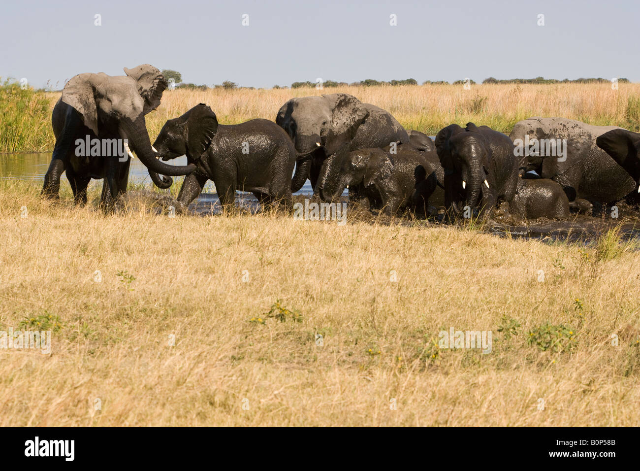 Rivolta verso la matriarca elefante nella parte anteriore del leader del branco di elefanti africani Attraversamento fiume Linyanti in open savana erba alta cielo blu di sfondo spazio di copia Foto Stock
