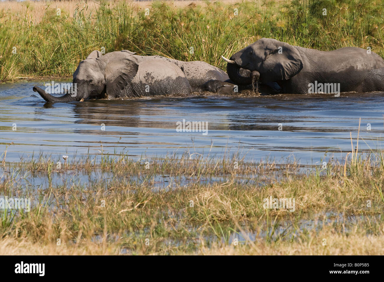 Alla mandria di elefanti africani attraversando il fiume Linyanti Botswana mentre proteggere e aiutare i loro bambini piccoli nuotare attraverso le acque profonde Foto Stock