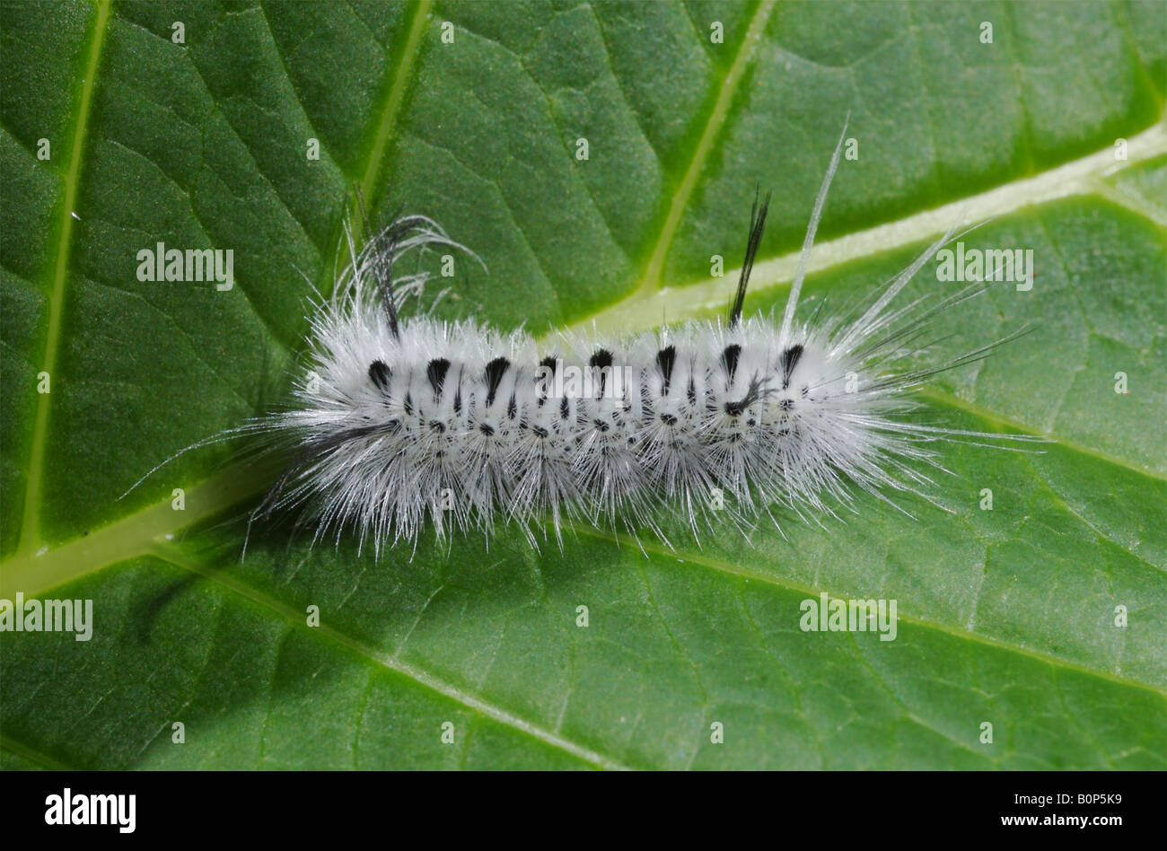 Un bianco e nero Hickory Tussock Moth caterpillar su una foglia. Foto Stock