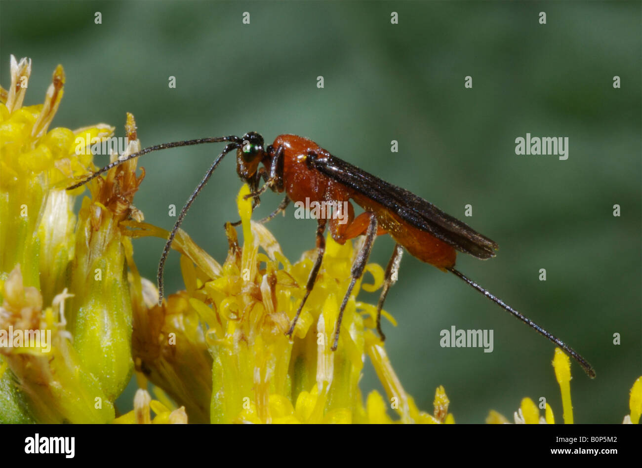 Una femmina Braconid wasp, Bassus sp, con una lunga ovipositor sui fiori di oro. Foto Stock